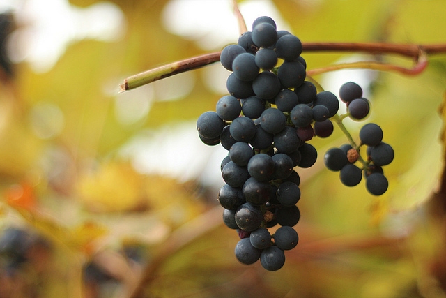 Antioxidáns a szőlőben - hatékonyabb kezelés az akne ellen?