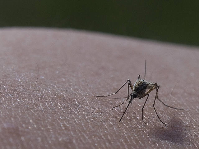 A szúnyogok nem véletlenül csípik meg pont Önt!