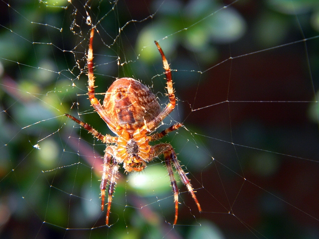 Ártalmatlan pókcsípések: csak nagyon ritkán okolhatók a fertőzésekért
