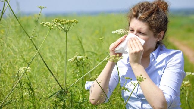 Pollenhelyzet - A pázsitfűfélék pollenje okozhat tüneteket a napokban
