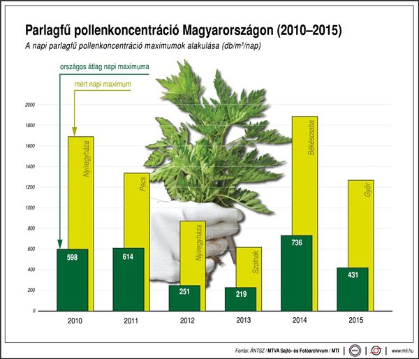 Parlagfű pollenkoncentráció Magyarországon (2010-2015)