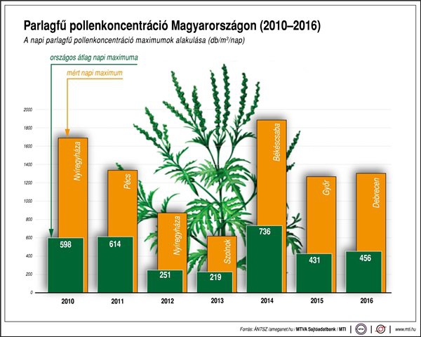 Parlagfű pollenkoncentráció Magyarországon (2010-2016)