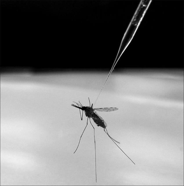 A világ első maláriaellenes oltóanyaga októberben kerülhet forgalomba 