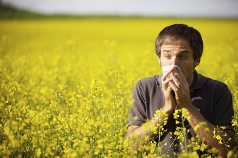 Pollenhelyzet - ÁNTSZ: a következő napokban emelkedhet a levegő pollentartalma