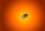 Az idősebb spermadonorok eredményei ugyanolyan jók, mint a fiatalabbaké
