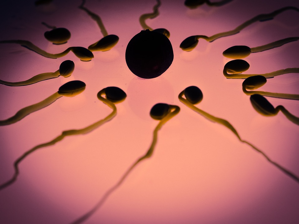 Kétszer nagyobb valószínűséggel csökken a napi egy órát mobiltelefonáló férfiak spermaminősége