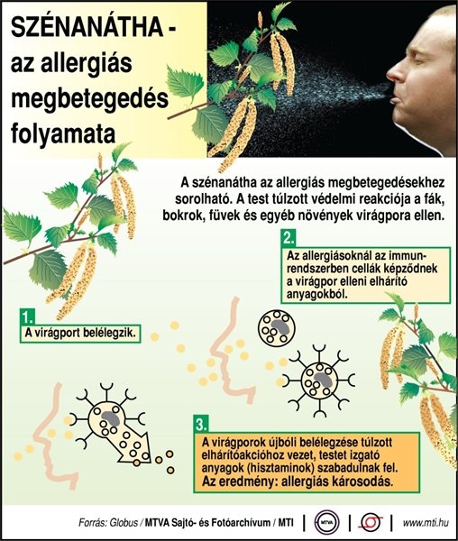 SZÉNANÁTHA - az allergiás megbetegedés folyamata